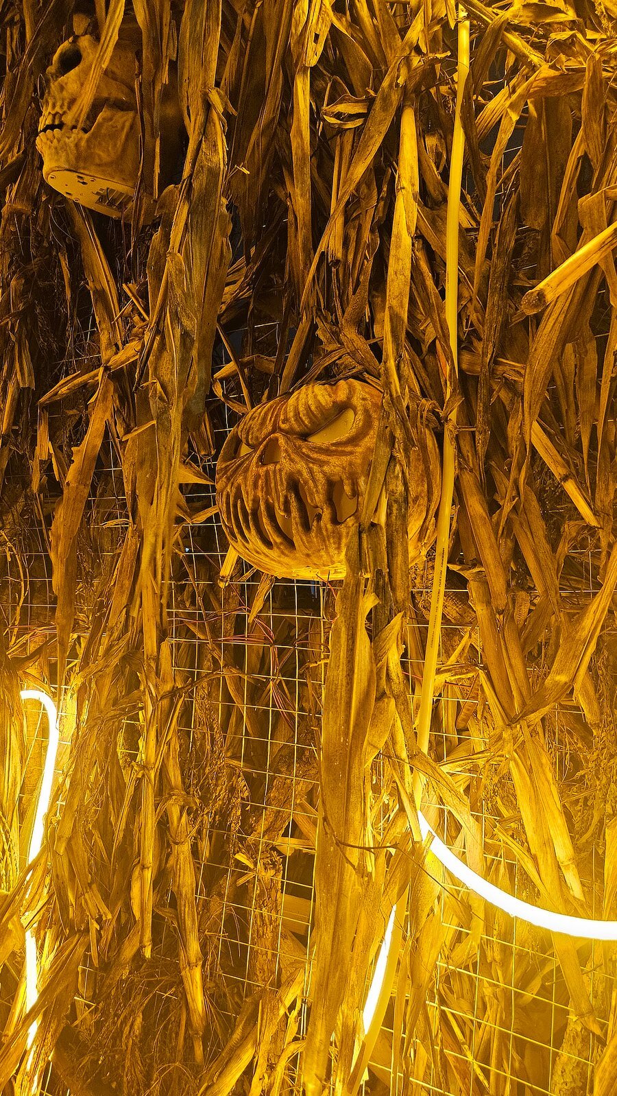 Maizales con calabaza de calabera